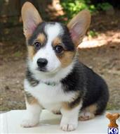 Pembroke Welsh Corgi